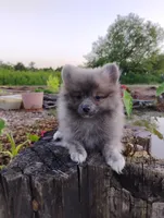 Cosmo, a male Pomeranian for sale in Springfield, MO – 4 of 7