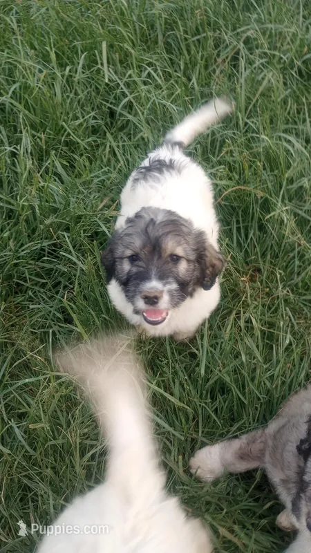 Annabell, a female Poodle - Standard  and Pyredoodle for sale in Springfield, MO – Photo 1 of 3