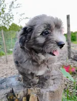 Poppy, a female Miniature Aussiedoodle for sale in Springfield, MO – 3 of 8