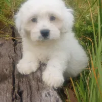 Arjun, a male Poodle - Toy  and Miniature Aussiedoodle for sale in Springfield, MO – Photo 2 of 8