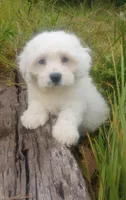 Arjun, a male Poodle - Toy  and Miniature Aussiedoodle for sale in Springfield, MO – Photo 2 of 8