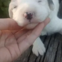 Arjun, a male Poodle - Toy  and Miniature Aussiedoodle for sale in Springfield, MO – Photo 6 of 8