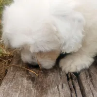 Arjun, a male Poodle - Toy  and Miniature Aussiedoodle for sale in Springfield, MO – Photo 5 of 8