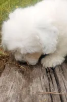 Arjun, a male Poodle - Toy  and Miniature Aussiedoodle for sale in Springfield, MO – Photo 5 of 8