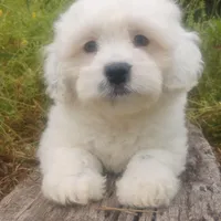 Arjun, a male Poodle - Toy  and Miniature Aussiedoodle for sale in Springfield, MO – Photo 4 of 8