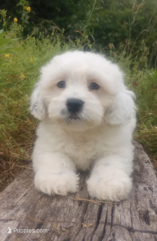 Arjun, a male Poodle - Toy  and Miniature Aussiedoodle for sale in Springfield, MO – Photo 1 of 8