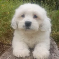 Arjun, a male Poodle - Toy  and Miniature Aussiedoodle for sale in Springfield, MO – Photo 1 of 8