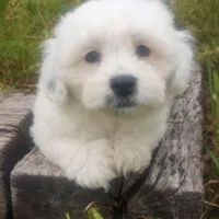 Arjun, a male Poodle - Toy  and Miniature Aussiedoodle for sale in Springfield, MO – Photo 3 of 8