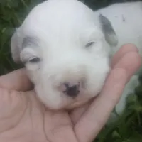 Arjun, a male Poodle - Toy  and Miniature Aussiedoodle for sale in Springfield, MO – Photo 8 of 8