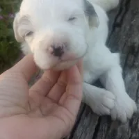 Arjun, a male Poodle - Toy  and Miniature Aussiedoodle for sale in Springfield, MO – Photo 7 of 8