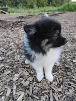 Ivy, a female Pomeranian for sale in Springfield, MO – 4 of 7