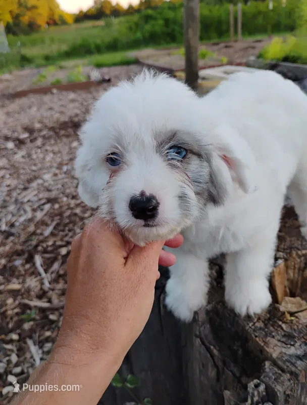 Blossom – Miniature Aussiedoodle puppy for sale in Springfield, MO