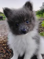 Rosa, a female Pomeranian for sale in Springfield, MO – 3 of 6