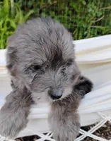 Huckleberry, a male Miniature Aussiedoodle for sale in Springfield, MO – 8 of 8