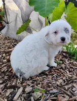 Blossom, a female Miniature Aussiedoodle for sale in Springfield, MO – 2 of 10