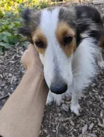 Koi , a female Shetland Sheepdog for sale in Springfield, MO – 4 of 5