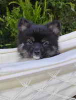 Ivy, a female Pomeranian for sale in Springfield, MO – 6 of 7