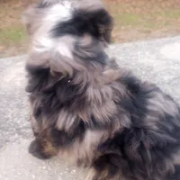 Indie, a female Miniature Aussiedoodle for sale in Springfield, MO – Photo 2 of 6