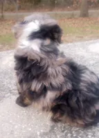 Indie, a female Miniature Aussiedoodle for sale in Springfield, MO – Photo 2 of 6