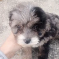 Indie, a female Miniature Aussiedoodle for sale in Springfield, MO – Photo 3 of 6