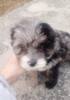 Indie, a female Miniature Aussiedoodle for sale in Springfield, MO – Photo 3 of 6