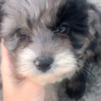 Indie, a female Miniature Aussiedoodle for sale in Springfield, MO – Photo 4 of 6