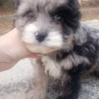 Indie, a female Miniature Aussiedoodle for sale in Springfield, MO – Photo 1 of 6