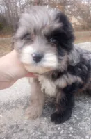 Indie, a female Miniature Aussiedoodle for sale in Springfield, MO – Photo 1 of 6