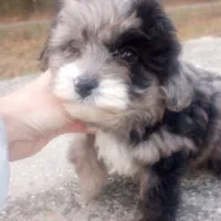 Indie, a female Miniature Aussiedoodle for sale in Springfield, MO – Photo 6 of 6