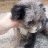 Indie, a female Miniature Aussiedoodle for sale in Springfield, MO – Photo 5 of 6