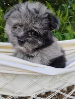 Mimsy, a male Pomapoo and Pomeranian for sale in Springfield, MO – 8 of 8