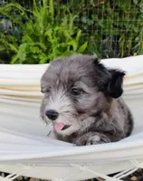 Poppy, a female Miniature Aussiedoodle for sale in Springfield, MO – 7 of 8