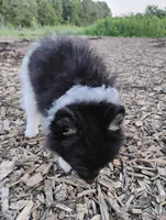 Ivy, a female Pomeranian for sale in Springfield, MO – 2 of 7