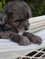 Huckleberry, a male Miniature Aussiedoodle for sale in Springfield, MO – 6 of 8