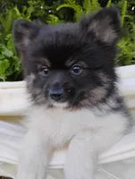 Ivy, a female Pomeranian for sale in Springfield, MO – 3 of 7