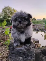 Mimsy, a male Pomapoo and Pomeranian for sale in Springfield, MO – 2 of 8
