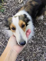 Koi , a female Shetland Sheepdog for sale in Springfield, MO – 2 of 5