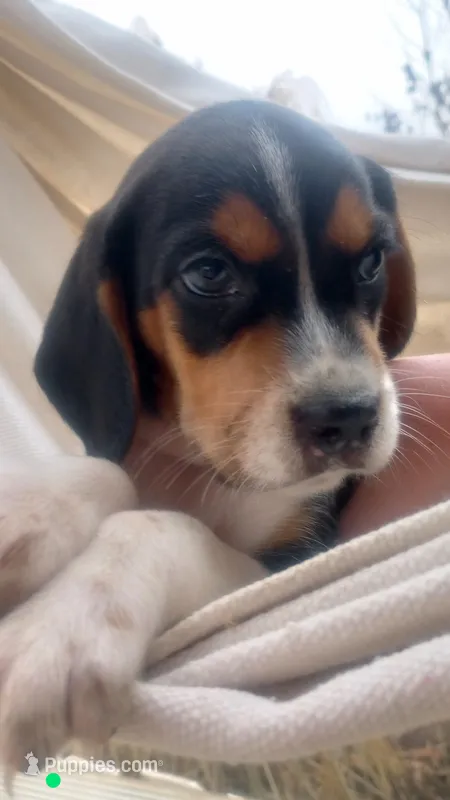 Aidan, a male Beagle for sale in Springfield, MO – Photo 1 of 5