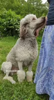 River Ray, a male Poodle - Standard  for sale in Springfield, MO – 2 of 4