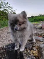 Cosmo, a male Pomeranian for sale in Springfield, MO – 6 of 7