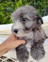 Poppy, a female Miniature Aussiedoodle for sale in Springfield, MO – 8 of 8