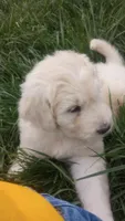 Koda, a male Great Pyrenees and Pyredoodle for sale in Springfield, MO – Photo 3 of 5