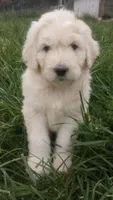 Koda, a male Great Pyrenees and Pyredoodle for sale in Springfield, MO – Photo 5 of 5