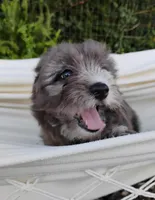 Poppy, a female Miniature Aussiedoodle for sale in Springfield, MO – 4 of 8