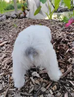 Blossom, a female Miniature Aussiedoodle for sale in Springfield, MO – 10 of 10