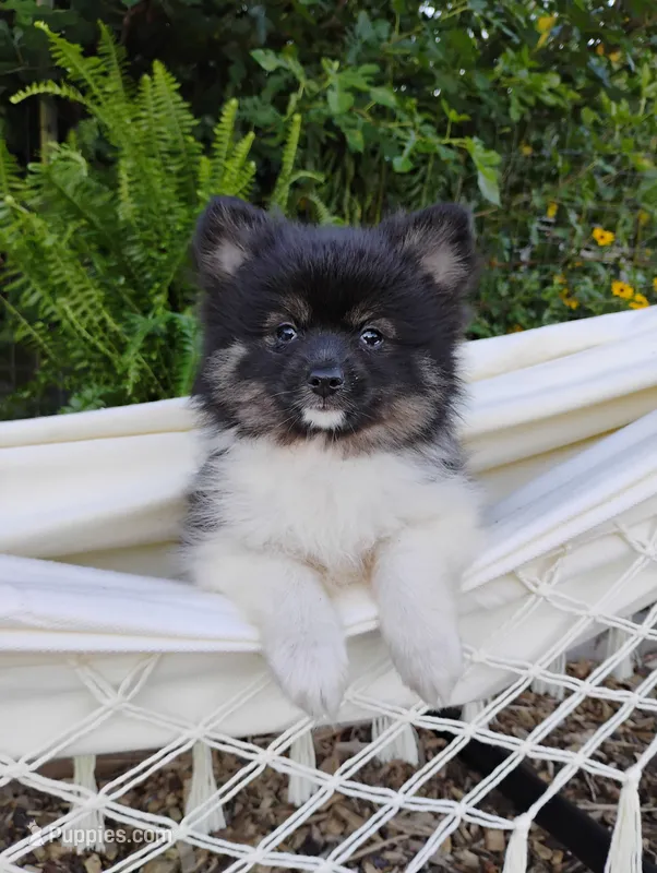 Ivy – Pomeranian puppy for sale in Springfield, MO