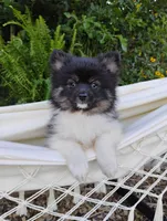 Ivy, a female Pomeranian for sale in Springfield, MO – 1 of 7
