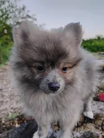 Cosmo, a male Pomeranian for sale in Springfield, MO – 3 of 7