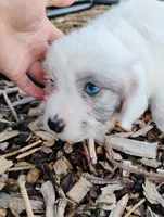 Blossom, a female Miniature Aussiedoodle for sale in Springfield, MO – 8 of 10