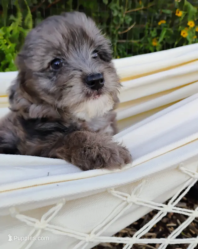Huckleberry – Miniature Aussiedoodle puppy for sale in Springfield, MO